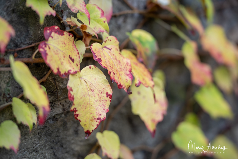 Blog 023 Sony Alpha Blog : 70-200mm F2.8 DG DN OS | Sports 023 at 110.4 mm – 1 ...